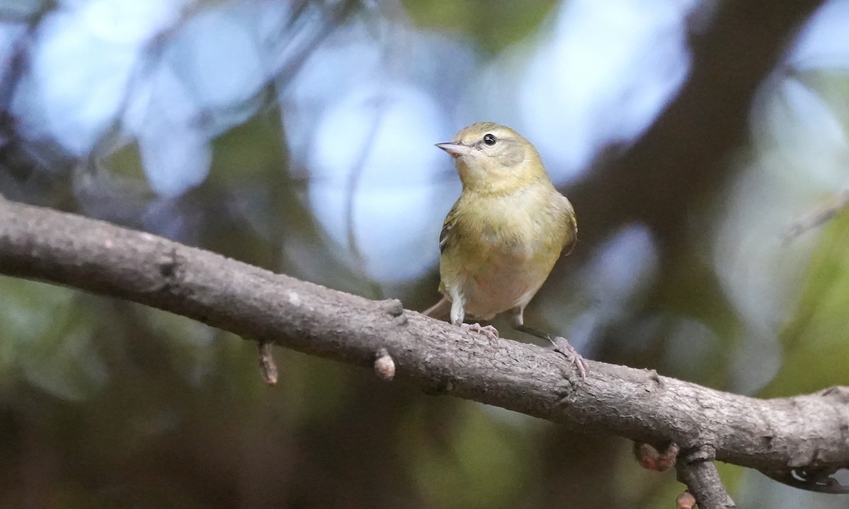 Reinita de Tennessee - ML646374791