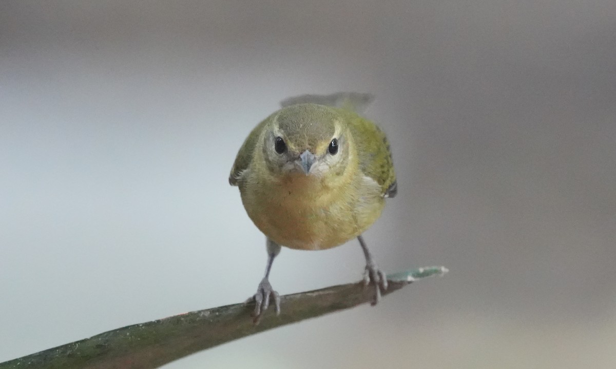 Reinita de Tennessee - ML646374792