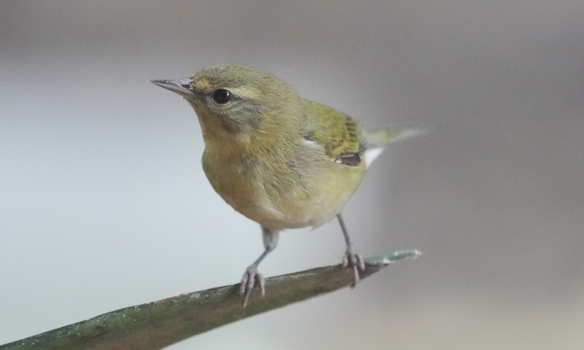 Reinita de Tennessee - ML646374793