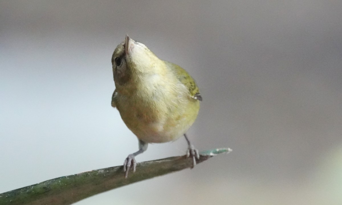 Reinita de Tennessee - ML646374795