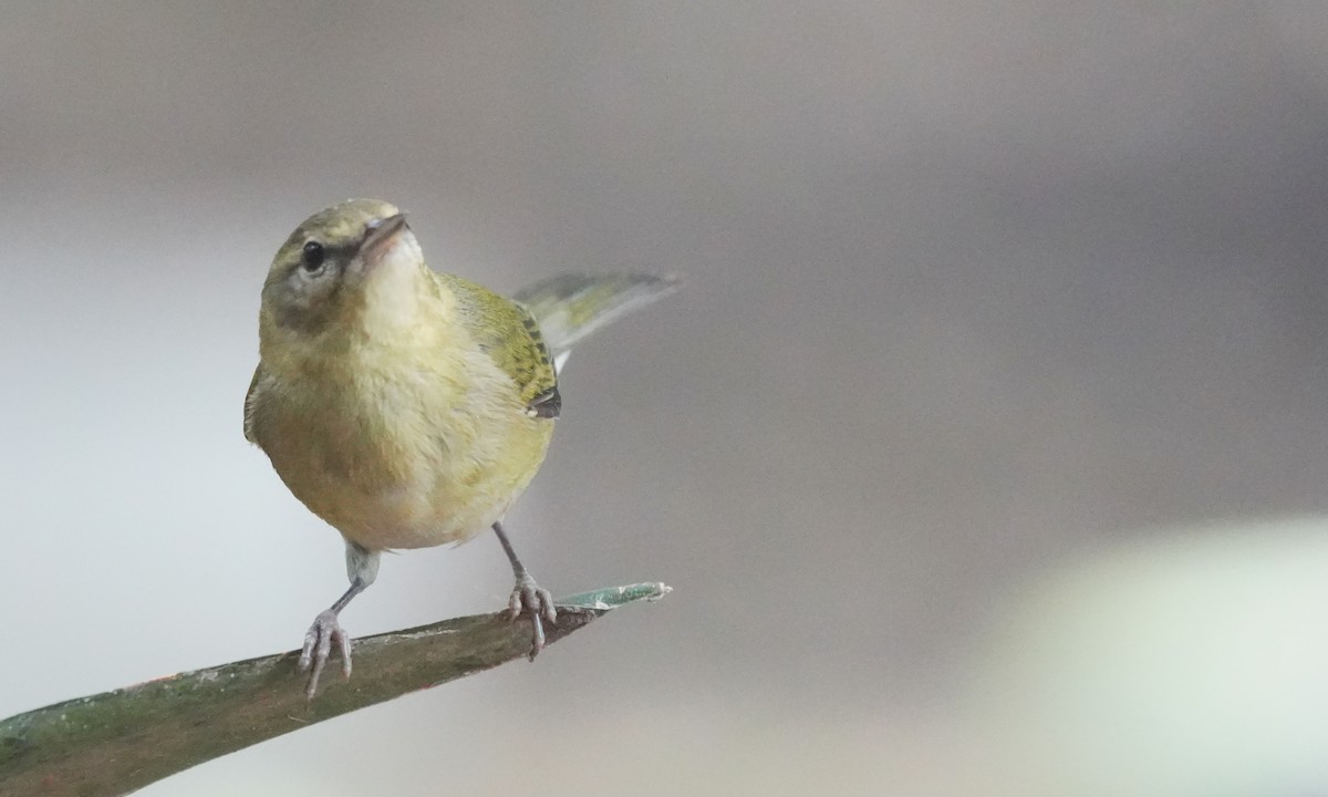 Reinita de Tennessee - ML646374796