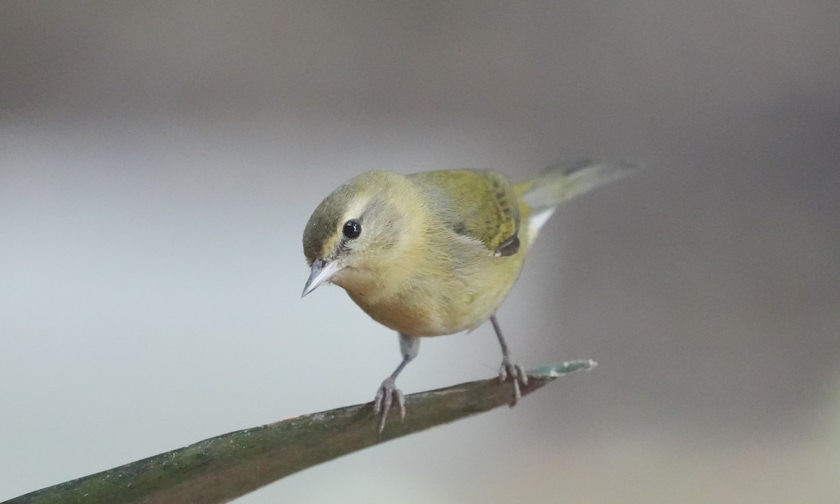 Reinita de Tennessee - ML646374797