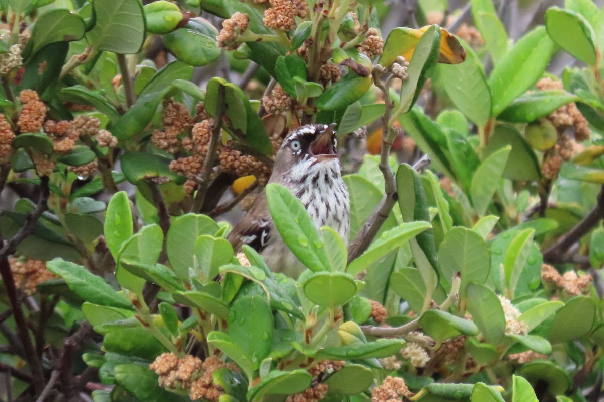 Spotted Scrubwren - ML646374798