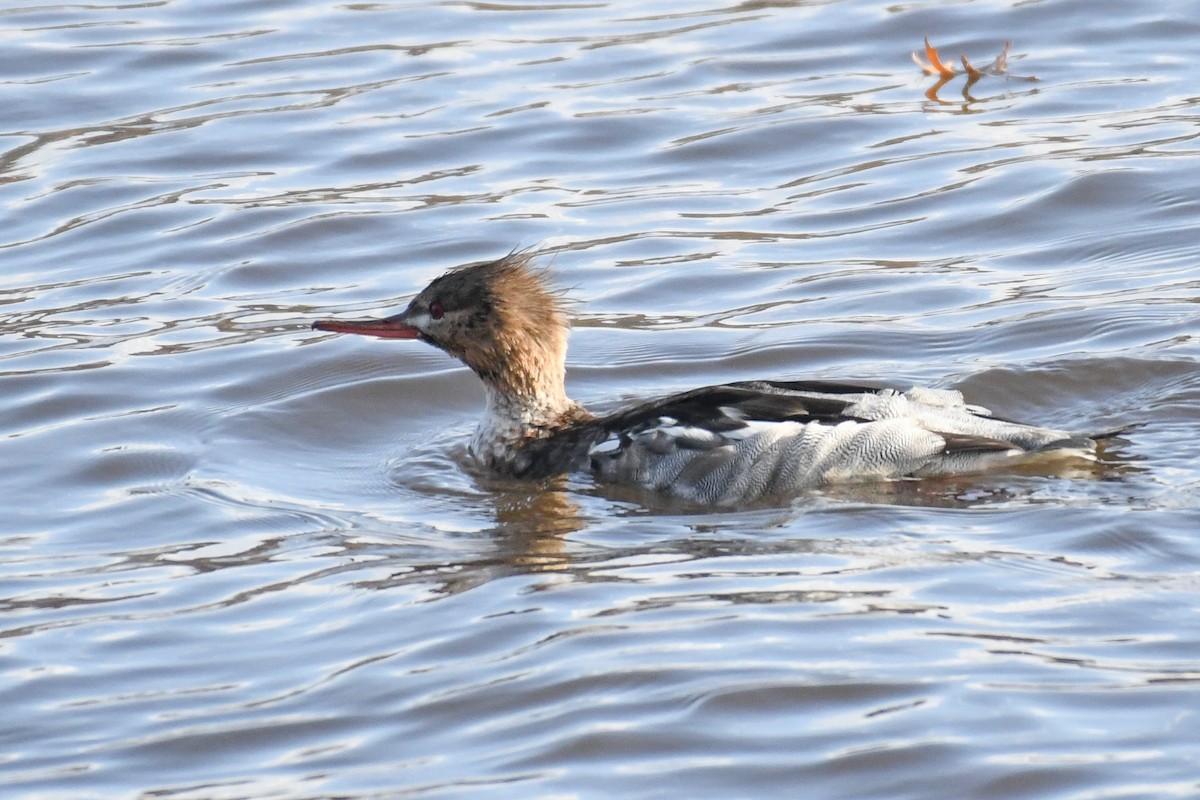 Serreta Mediana - ML646374799