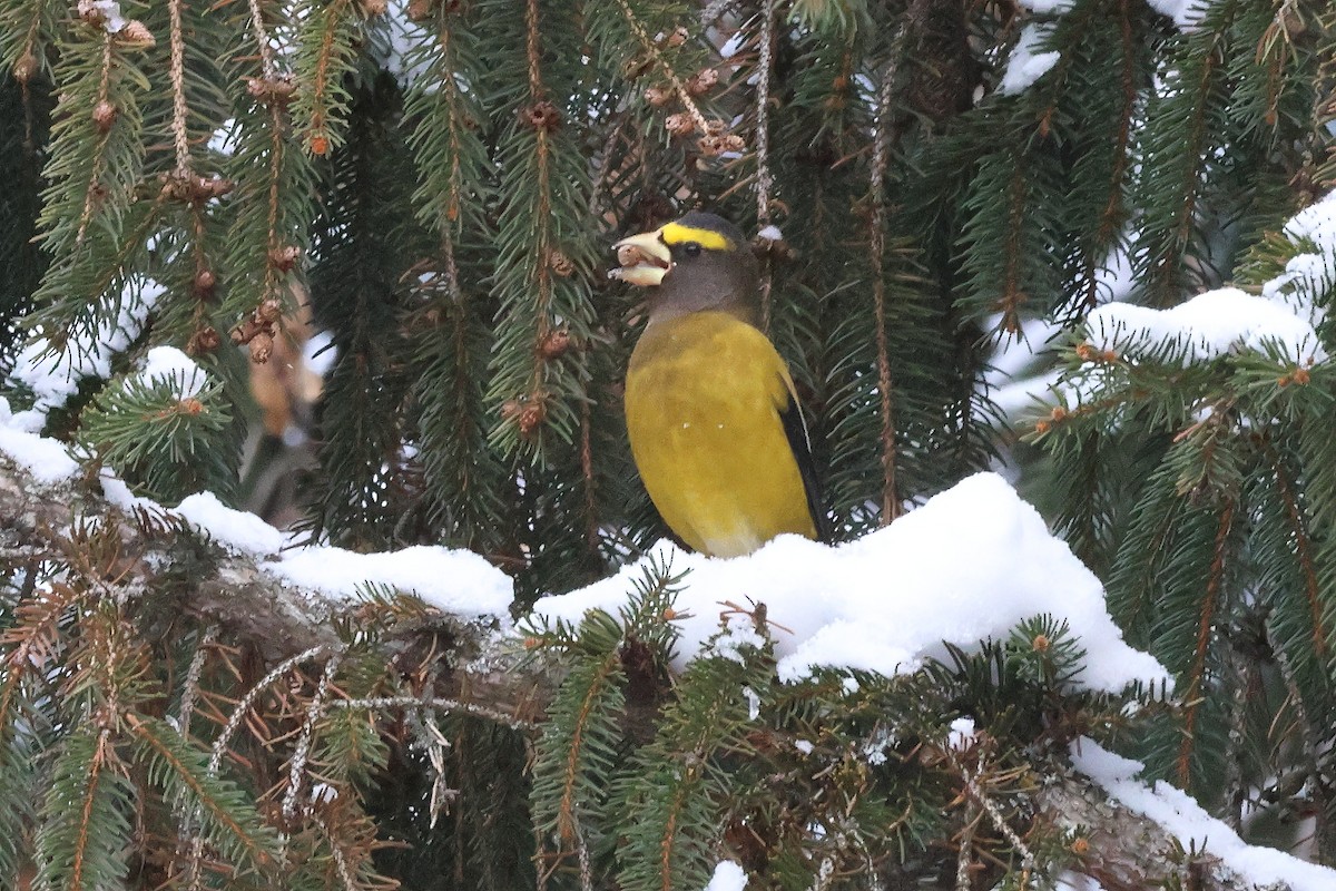 Picogordo Vespertino - ML646374800