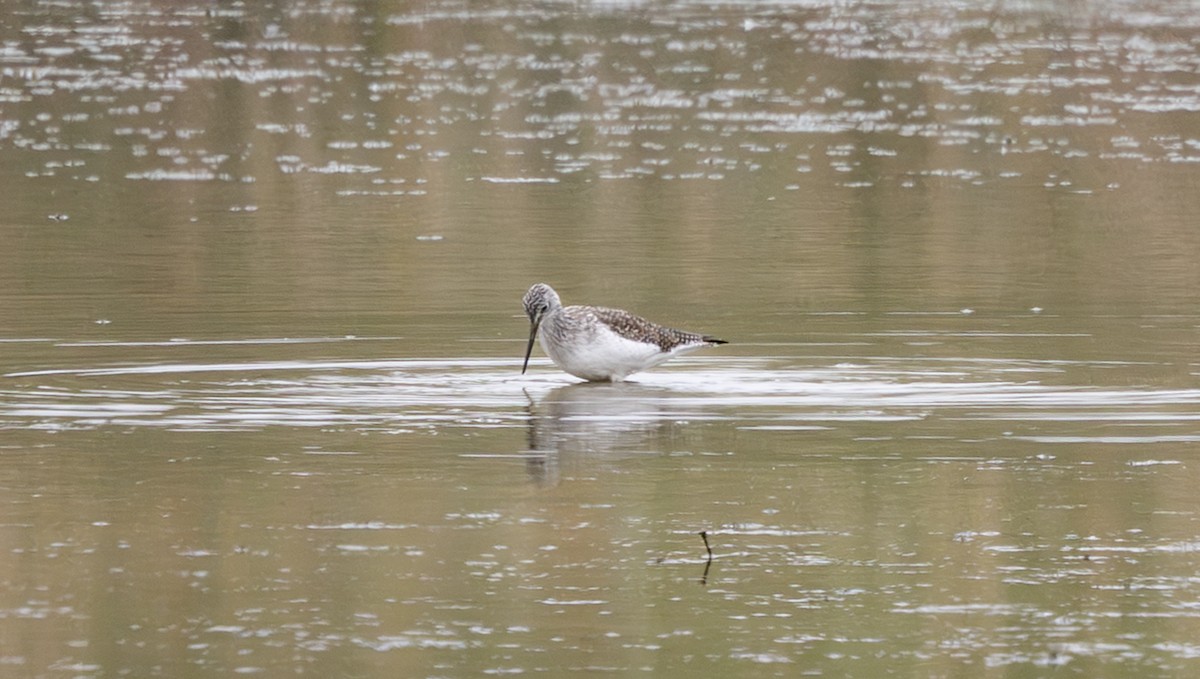 Archibebe Patigualdo Grande - ML646374801