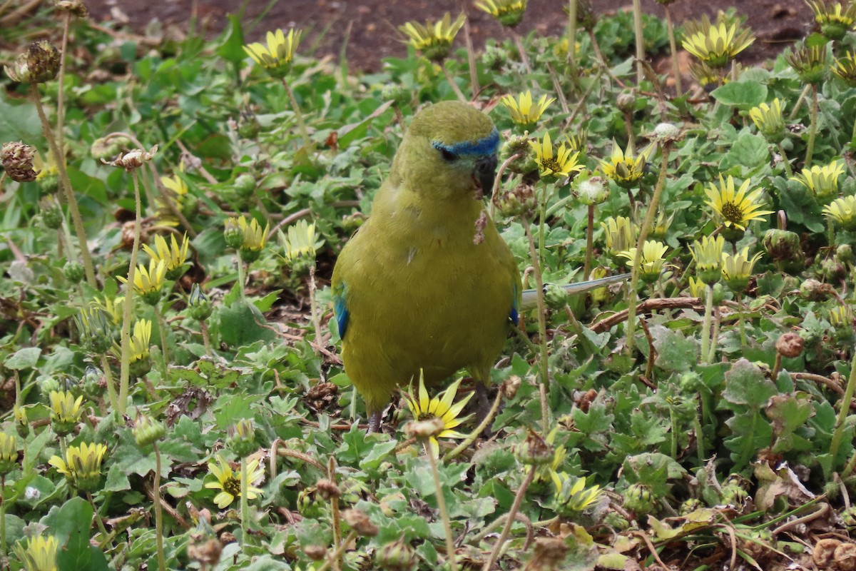 Rock Parrot - ML646374802