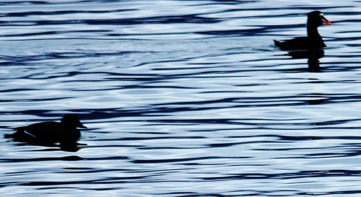 Negrón Careto - ML646374803