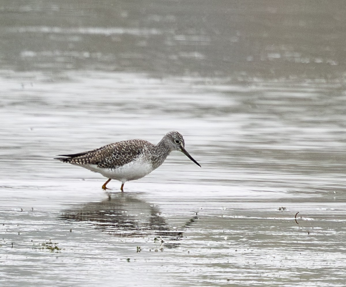 Archibebe Patigualdo Grande - ML646374804