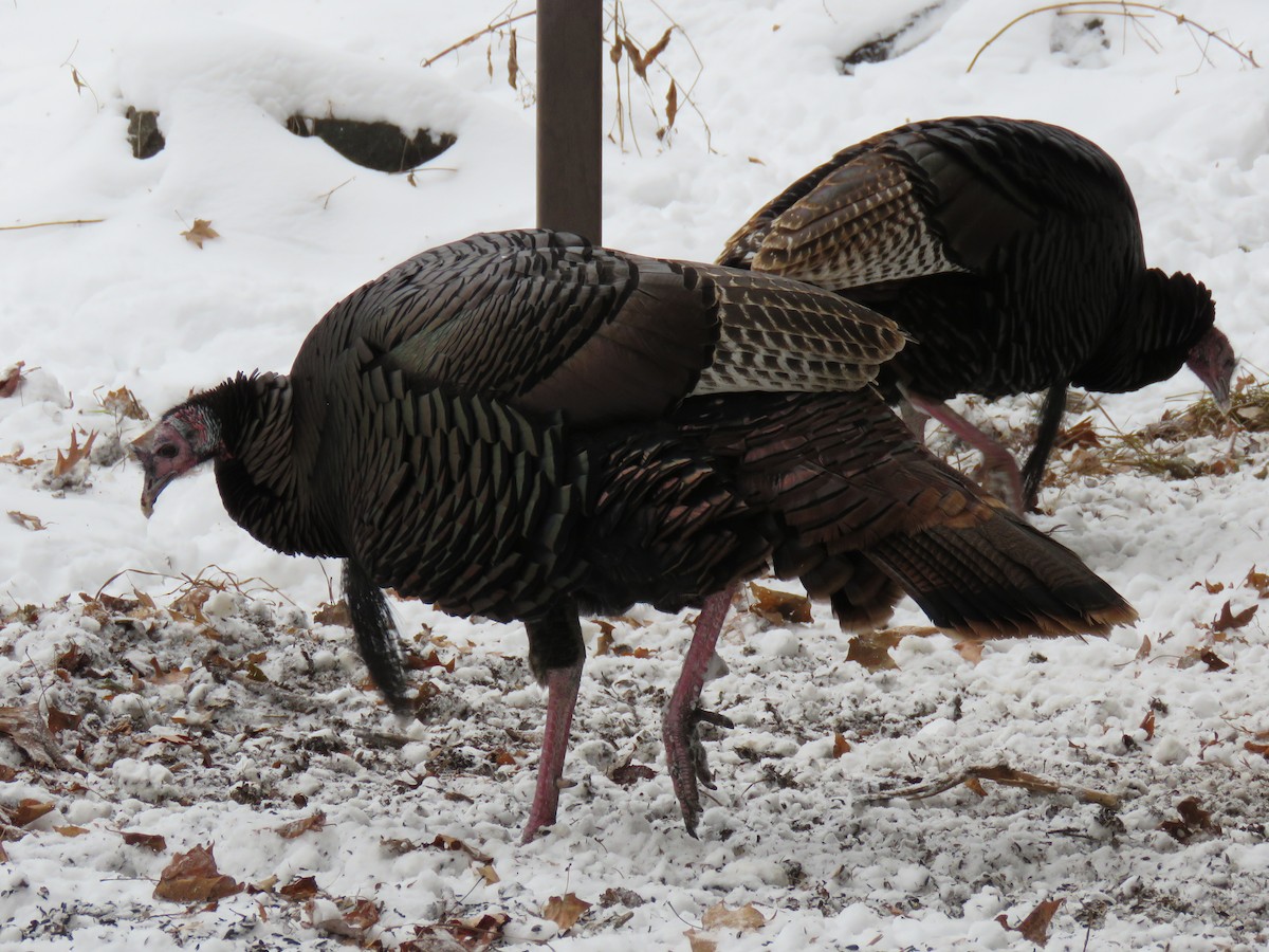 Guajolote Gallipavo - ML646374806