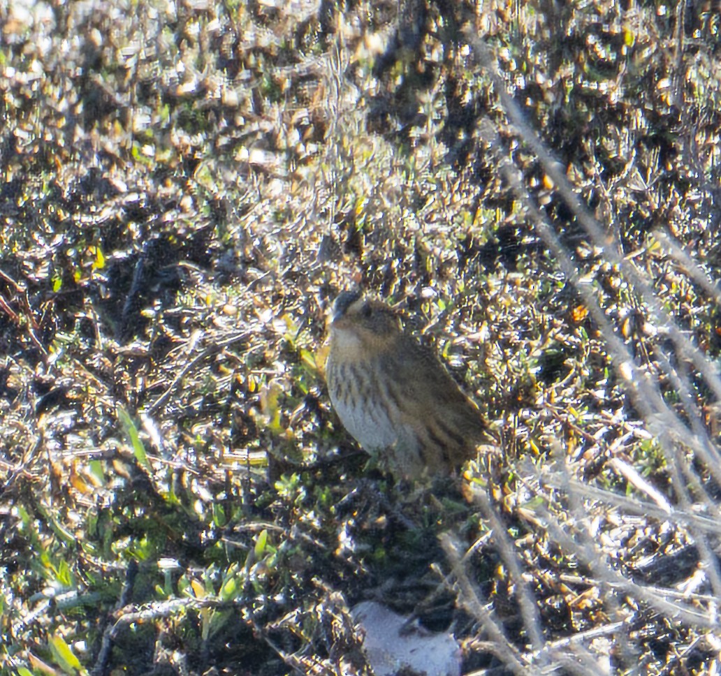 Nelson's Sparrow - ML646374811