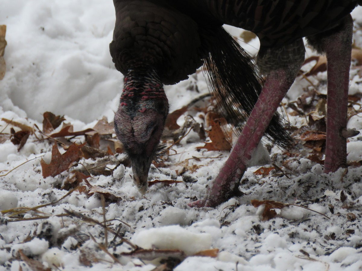 Wild Turkey - ML646374813