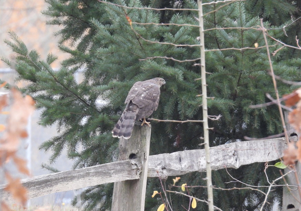 Cooper's Hawk - ML646374814