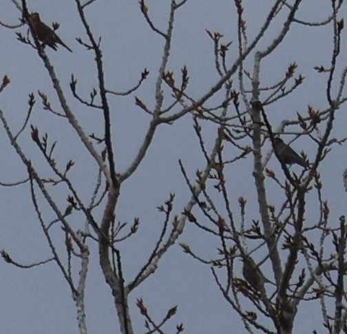American Robin - ML646374815