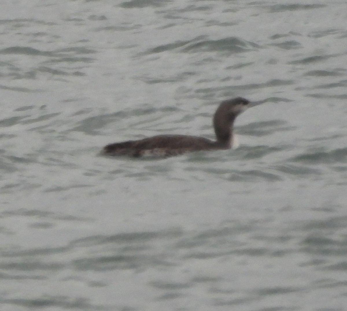 紅喉潛鳥 - ML646374816