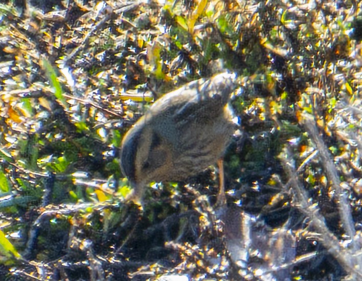 Nelson's Sparrow - ML646374817