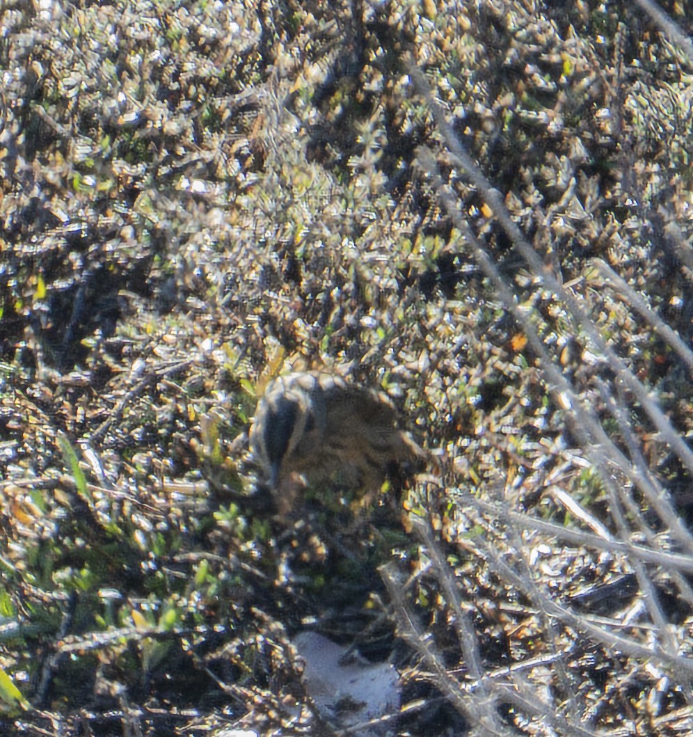 Nelson's Sparrow - ML646374818