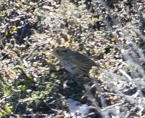 Nelson's Sparrow - ML646374819