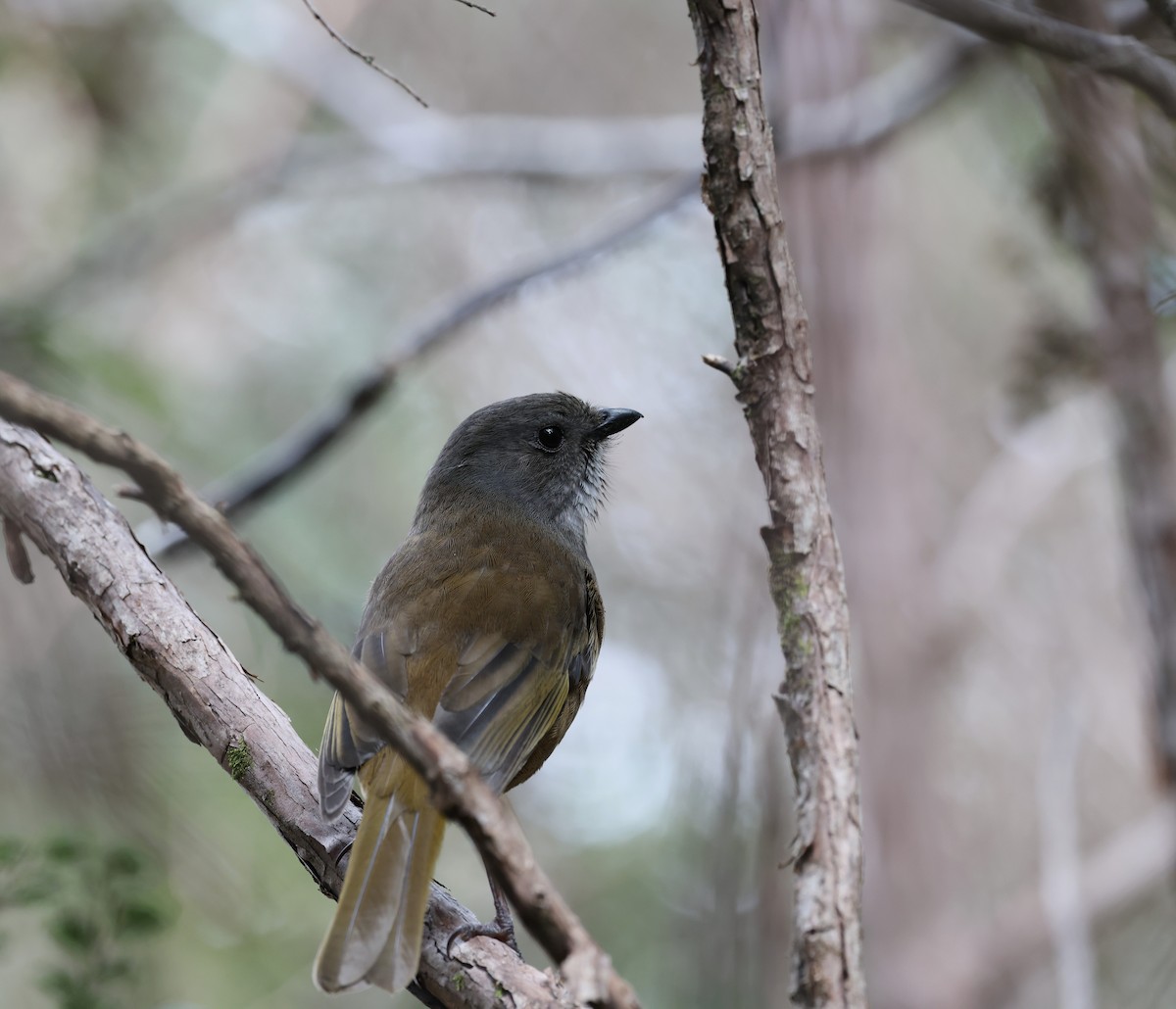 Olive Whistler - ML646374821