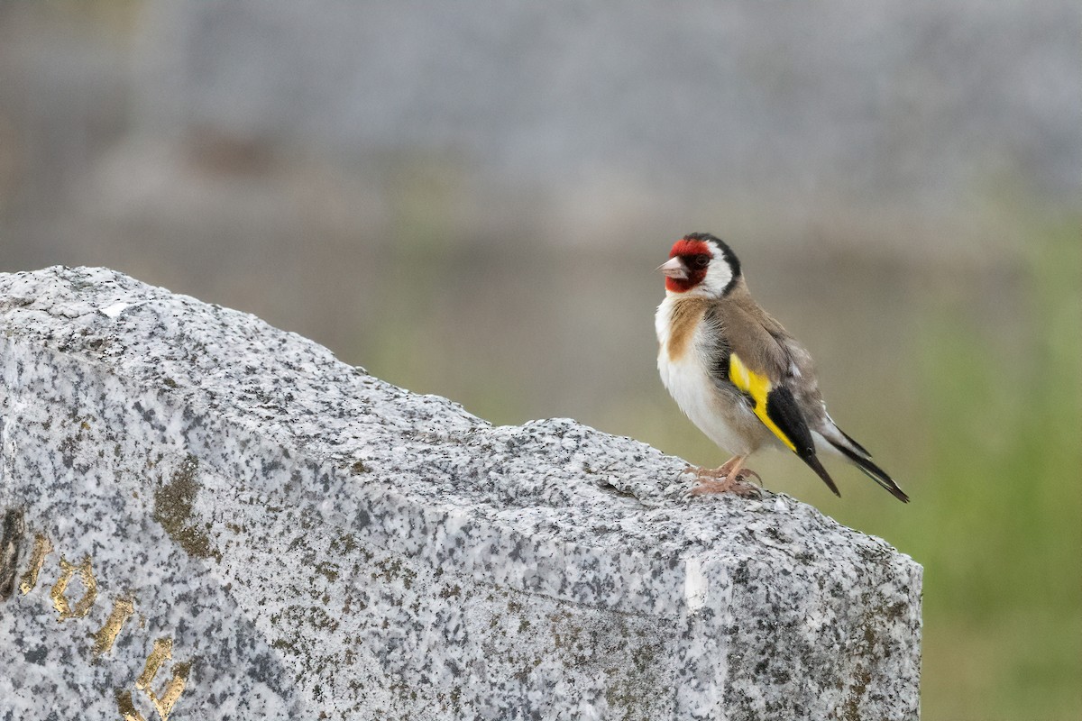 European Goldfinch - ML646374822