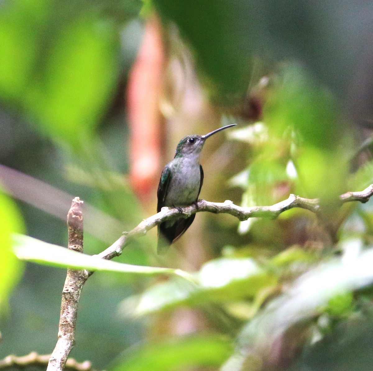 Gray-breasted Sabrewing - ML646374823