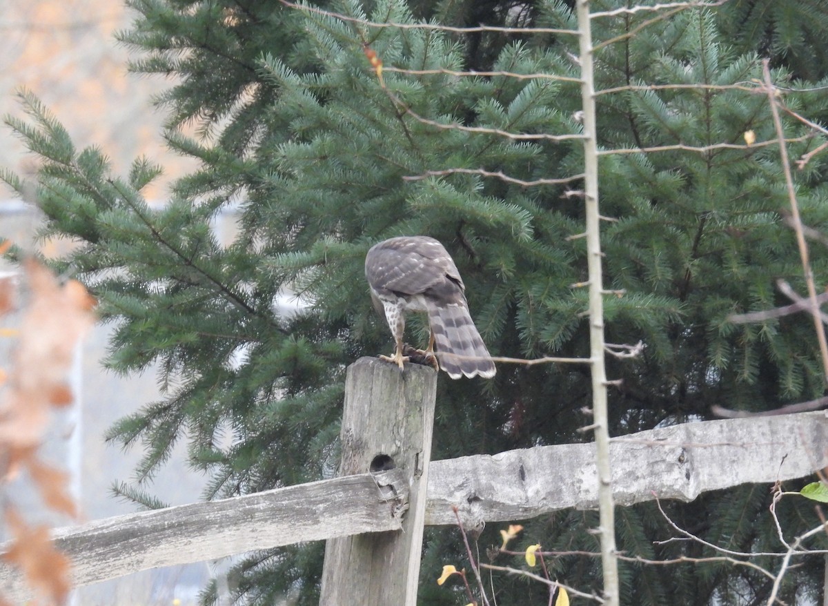 Cooper's Hawk - ML646374824