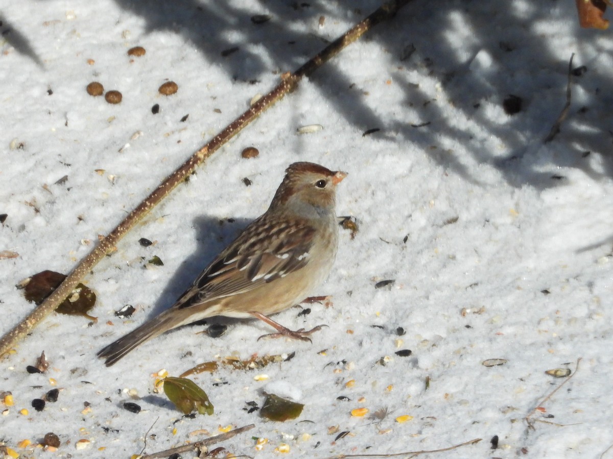 White-crowned Sparrow - ML646374827