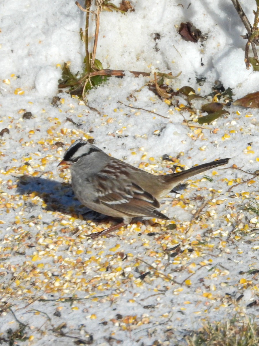 White-crowned Sparrow - ML646374828