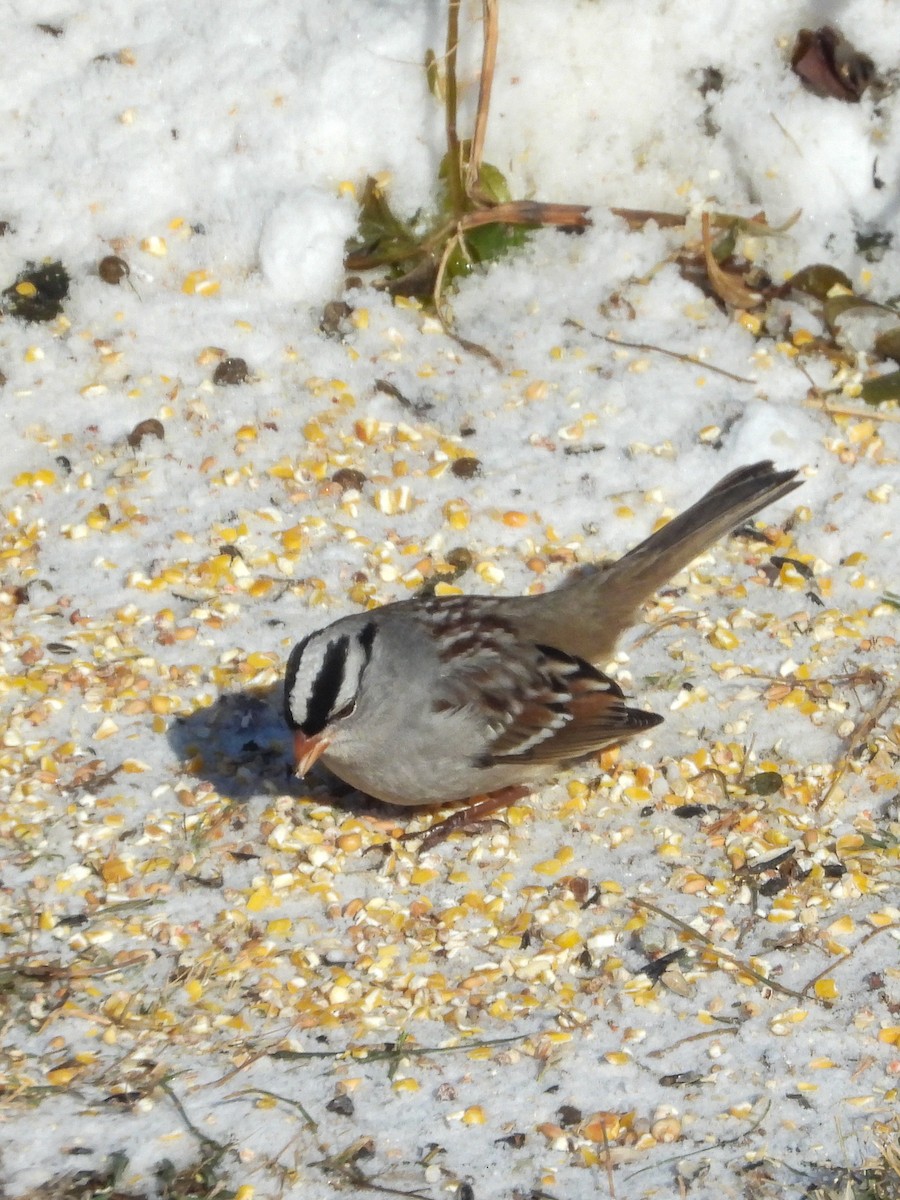 White-crowned Sparrow - ML646374829