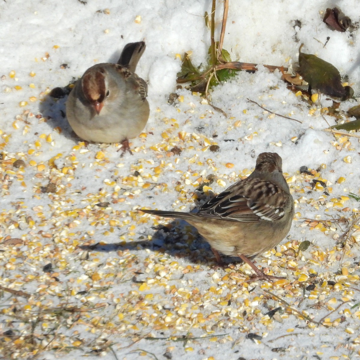 White-crowned Sparrow - ML646374830