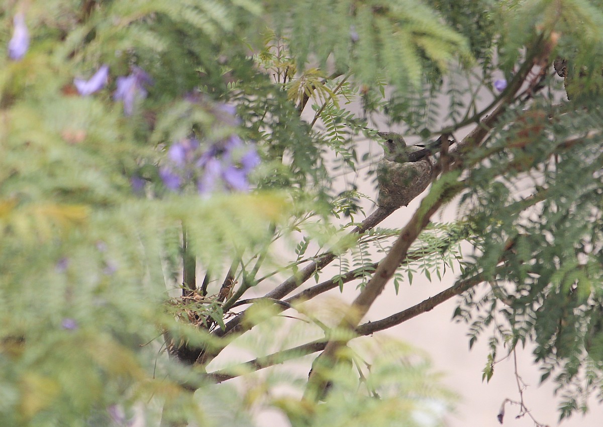 Oasis Hummingbird - ML646374832