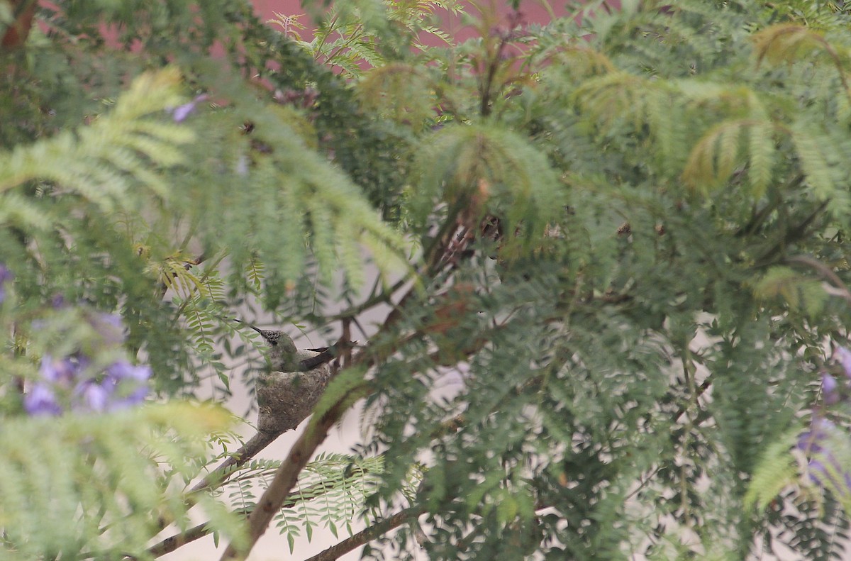 Oasis Hummingbird - ML646374833