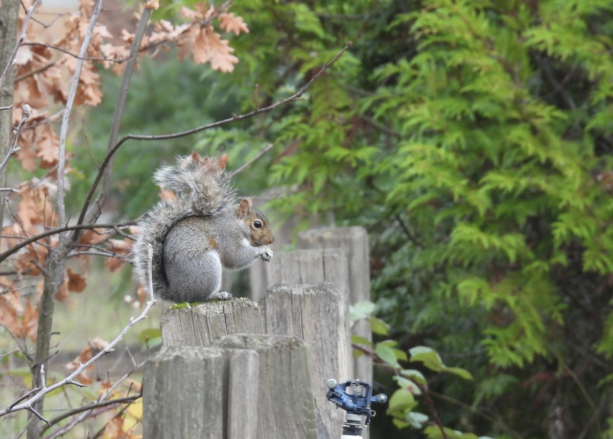 Animals - ML646374836