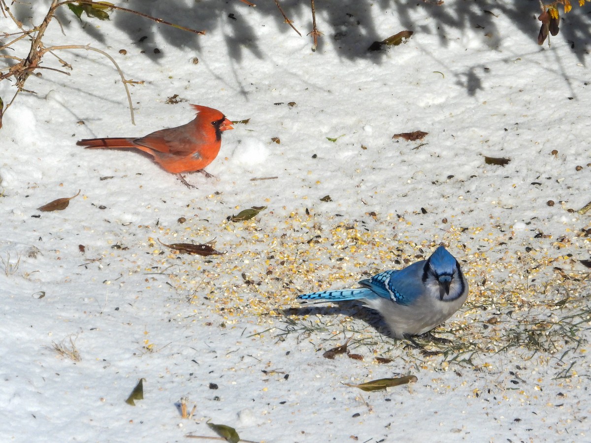 Northern Cardinal - ML646374837