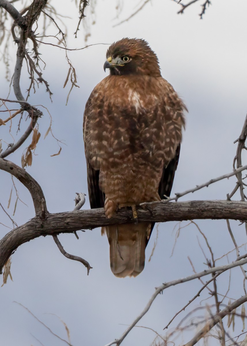 Poiana codarossa - ML646374838