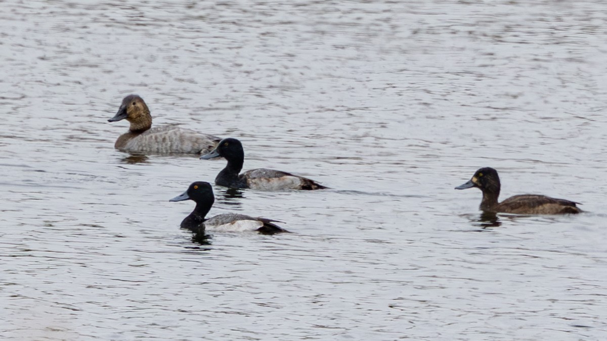 Lesser Scaup - ML646374841