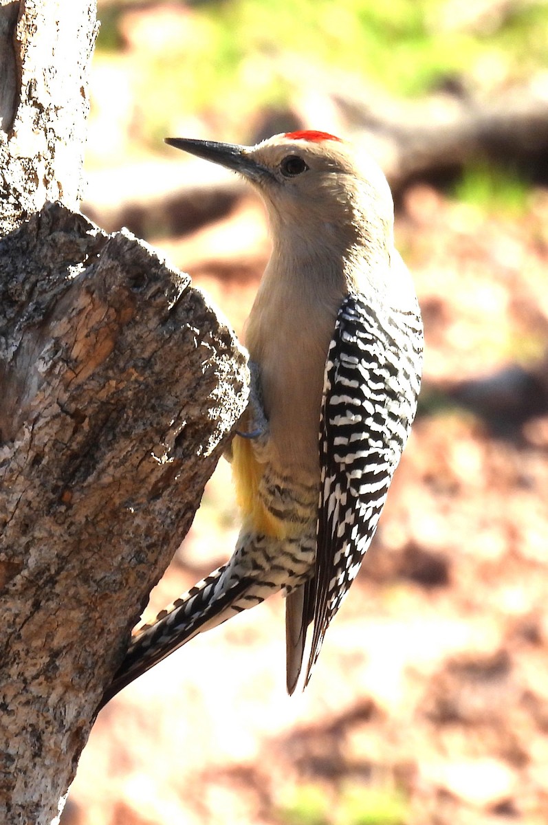 Gila Woodpecker - ML646374842