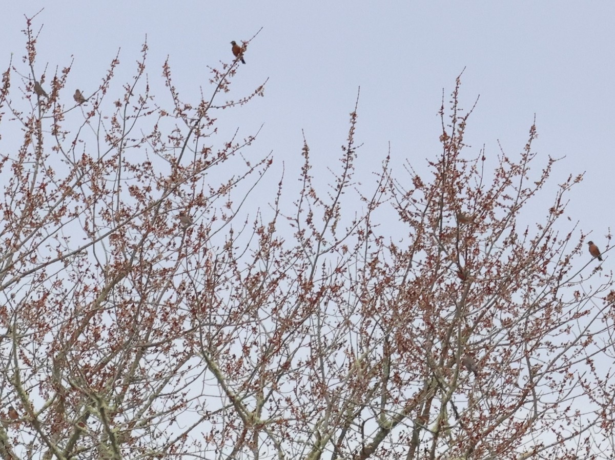 American Robin - ML646374843