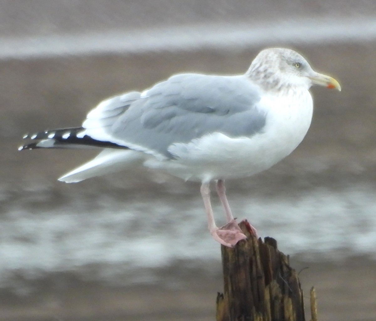 American Herring Gull - ML646374844