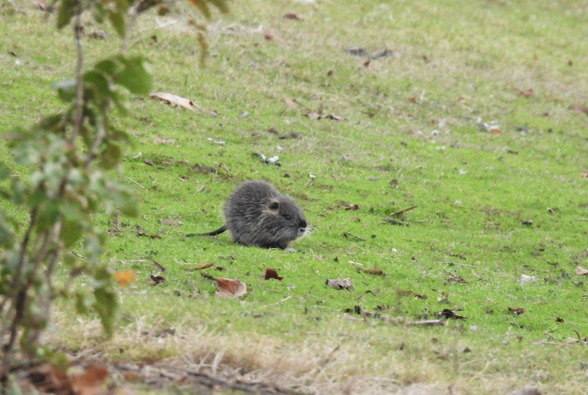 Animals - ML646374845