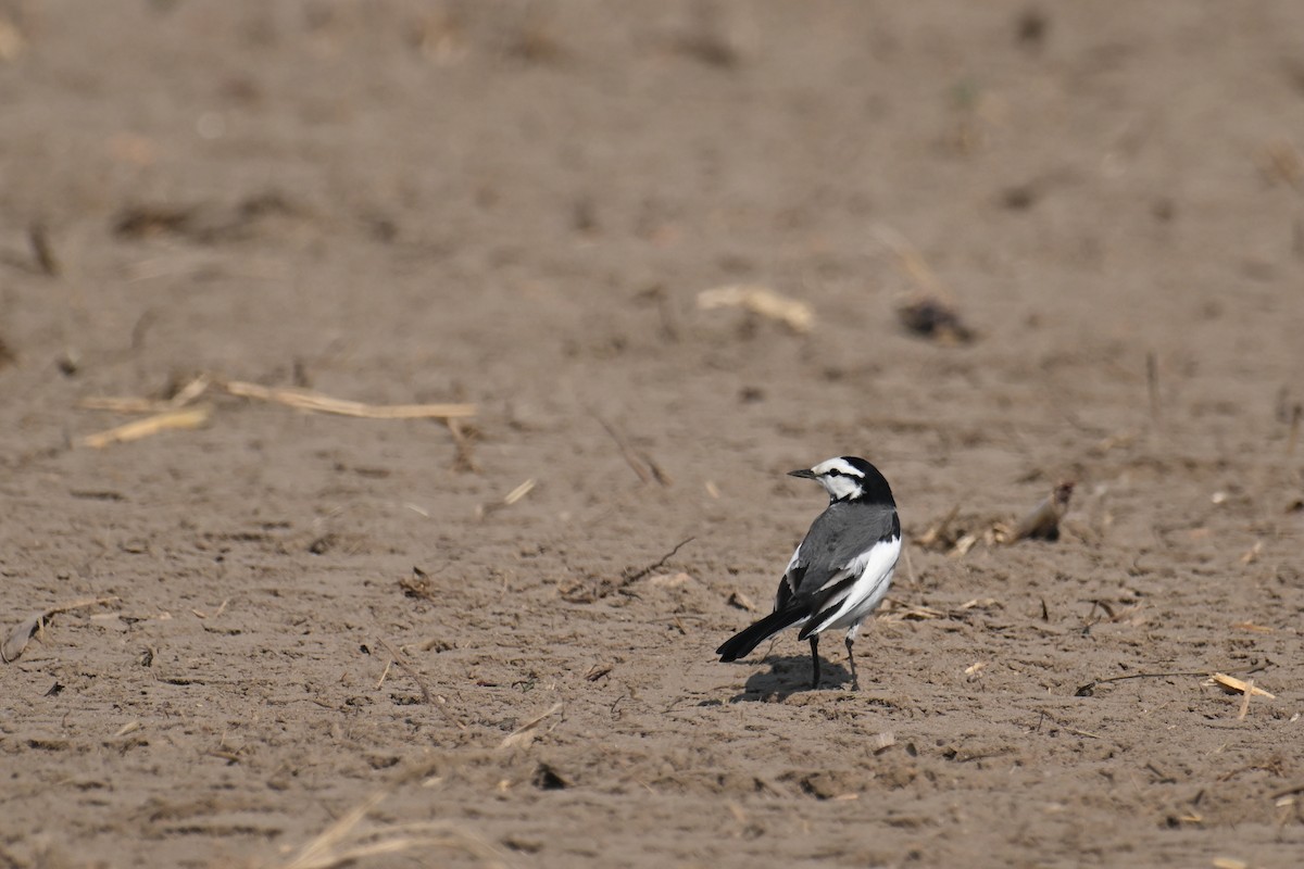 White Wagtail (Black-backed) - ML646374847