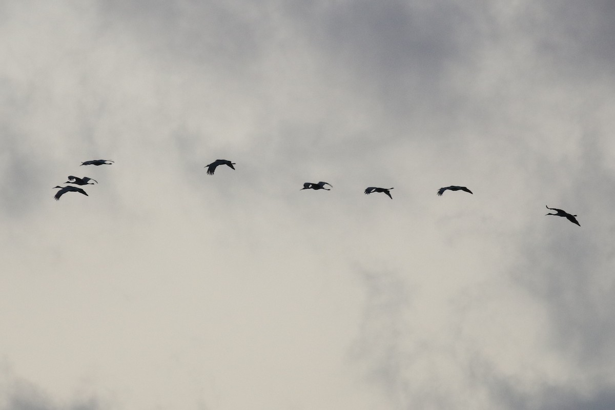 Sandhill Crane - ML646374849