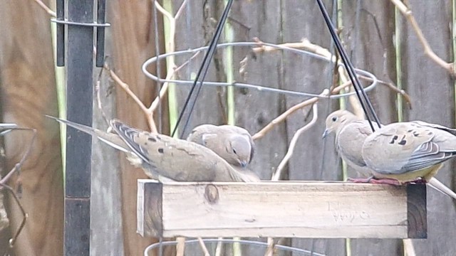 Mourning Dove - ML646374854