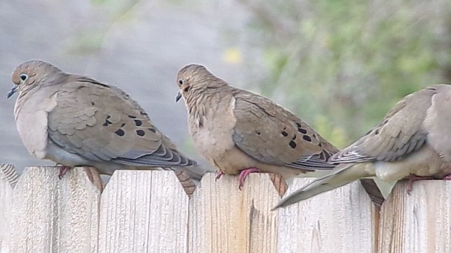 Zenaida Huilota - ML646374855