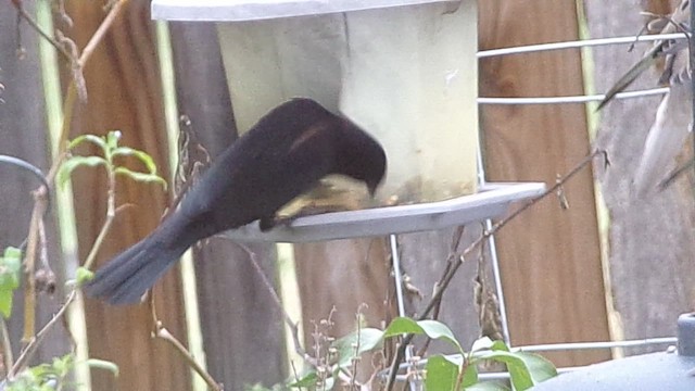 Sargento Alirrojo - ML646374856