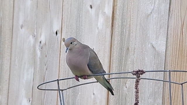 Zenaida Huilota - ML646374857