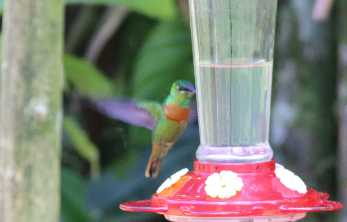 Gould's Jewelfront - ML646374859