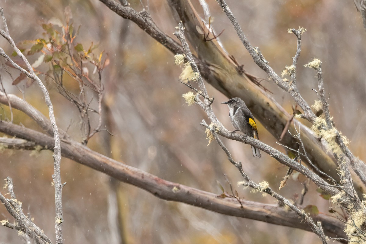 Crescent Honeyeater - ML646374861