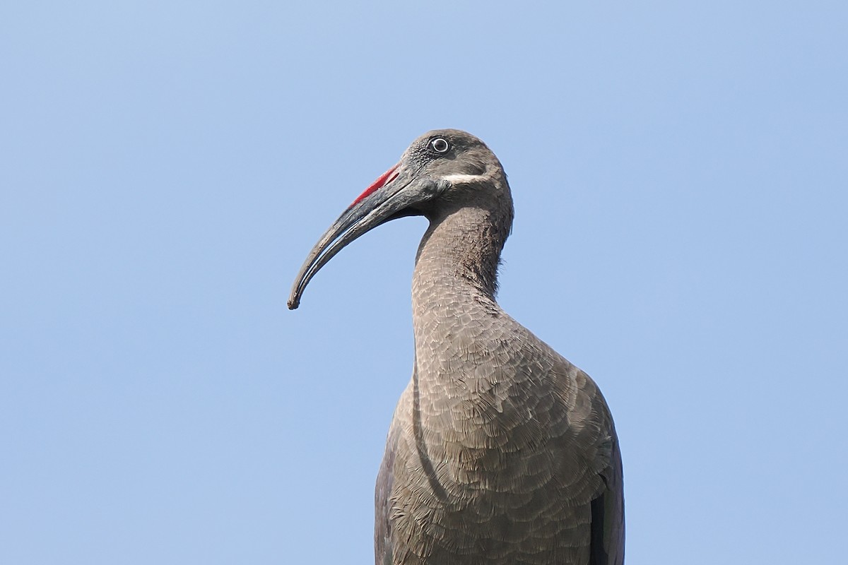 Hadada Ibis - ML646374862