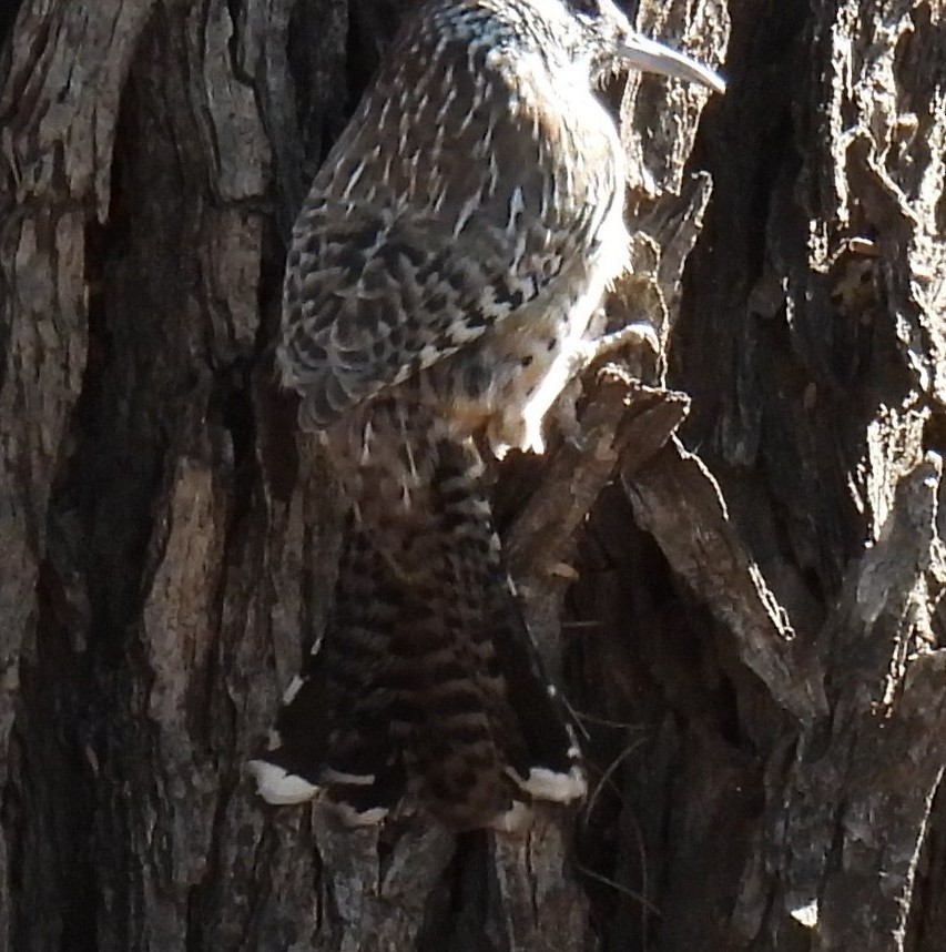 Cactus Wren - ML646374863